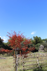 紅葉と男石その１