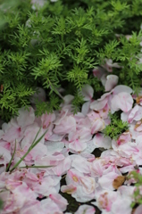 グリーンモード：桜の花びら