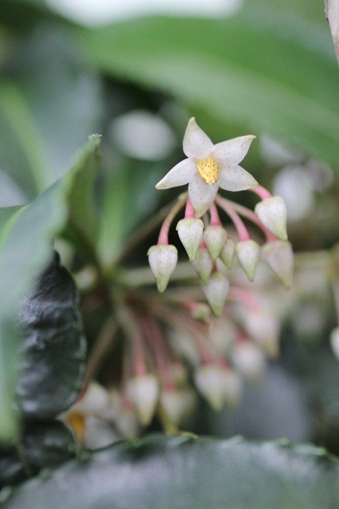 百万両の花②