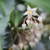 百万両の花②