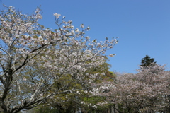近場の公園でパチリ⑦