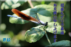 暑中お見舞い申し上げます