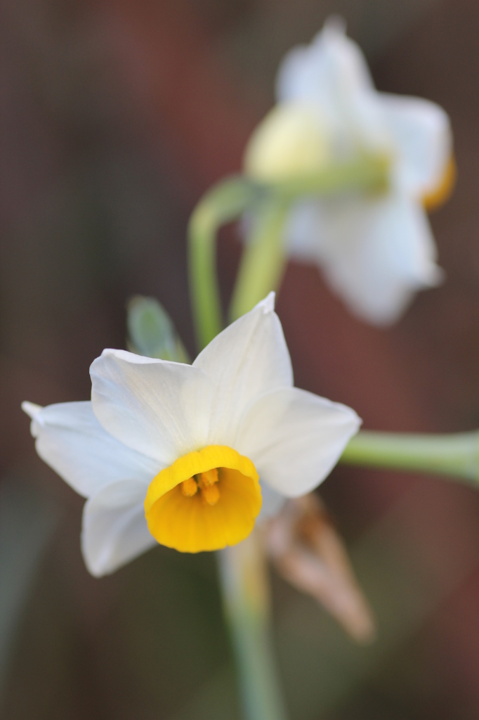 春探し（スイセン編）
