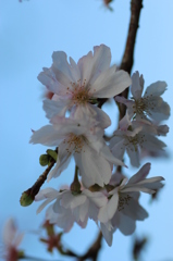 １０月桜その２