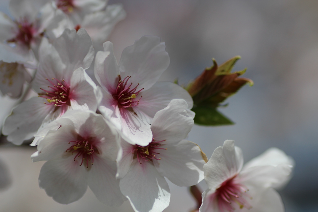 都の城の桜⑥