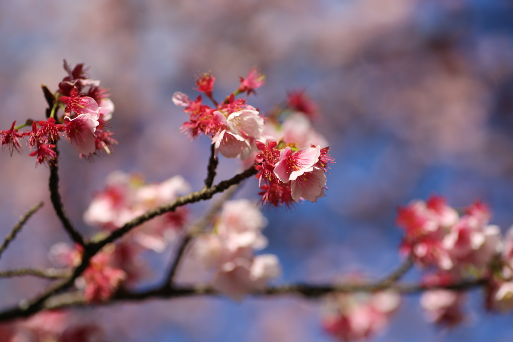 ２０２０寒桜⑤