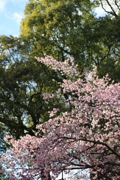 ２０２０寒桜⑦