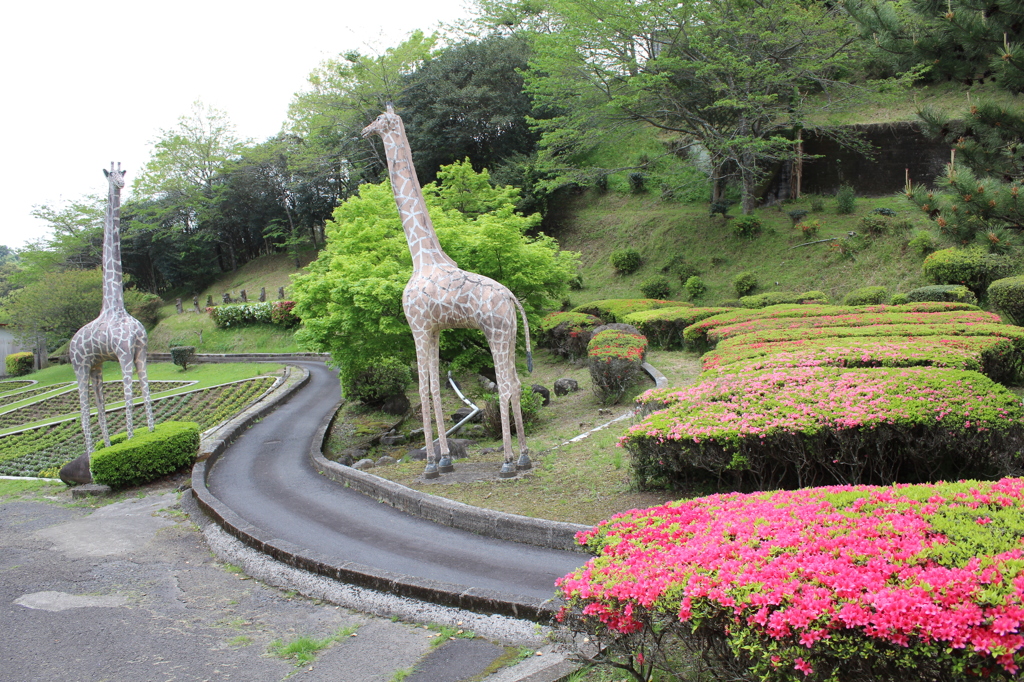 キリンとツツジ