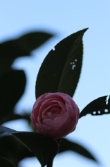 椿④