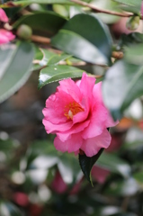 山茶花④