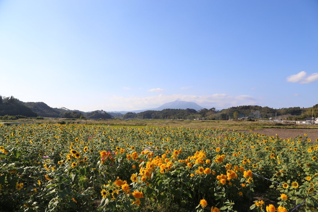 ひまわりと霧島