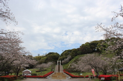 ２０１６桜を求めて（久峰公園）①
