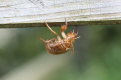 夏の終わりに出会えたセミヌード