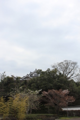 ２０１７曇り空のサクラ②