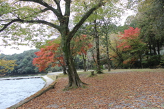 ２０１６紅葉を求めて（関之尾の滝周辺）②