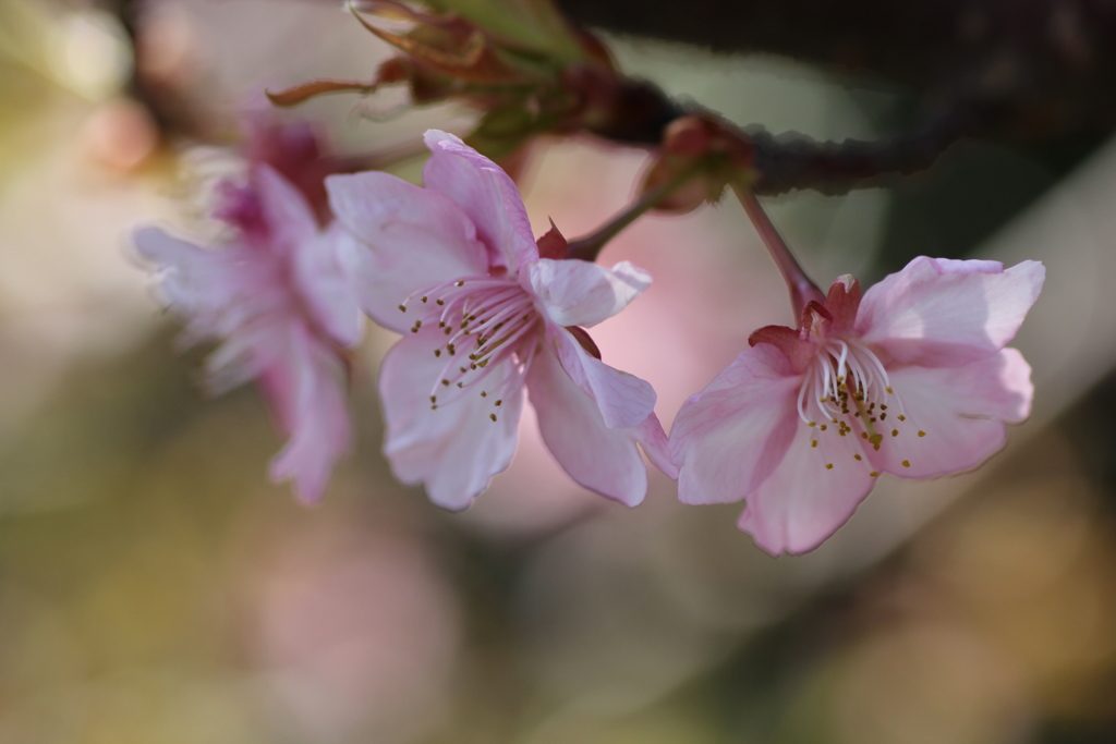 ２０１８河津桜③