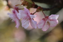 ２０１８河津桜③
