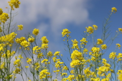 菜の花畑②