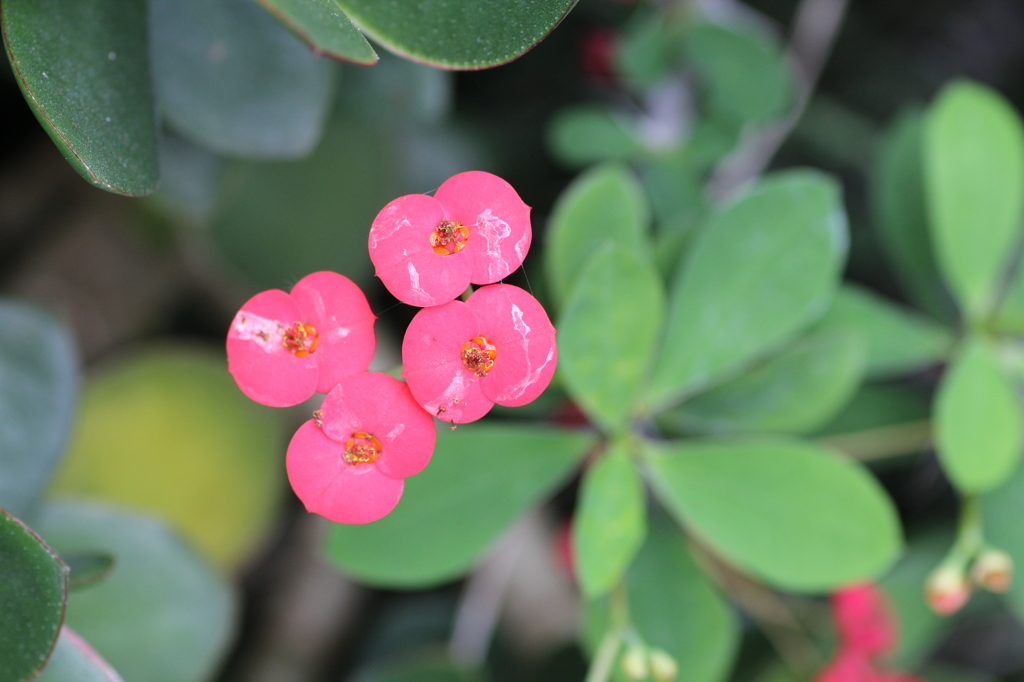 早くキスして！！