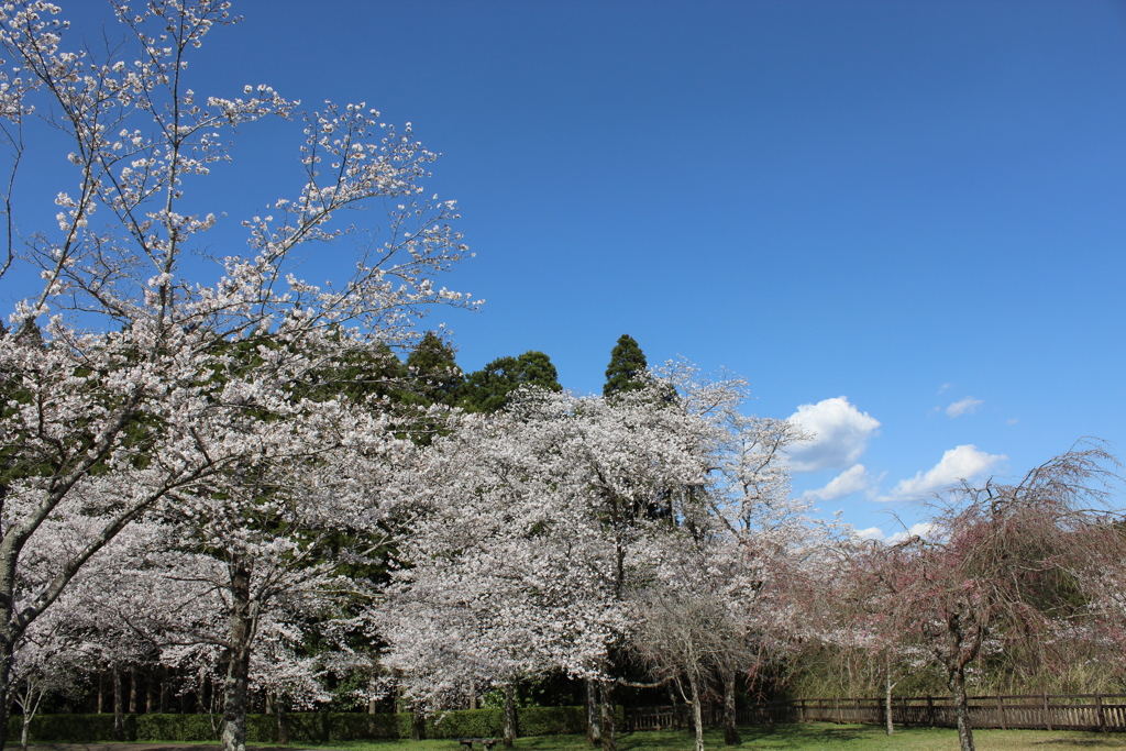 くまそ広場の桜④