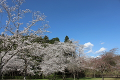 くまそ広場の桜④
