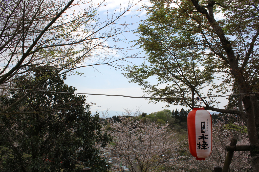 ２０１６桜を求めて（垂水公園）⑦