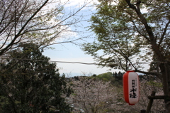 ２０１６桜を求めて（垂水公園）⑦