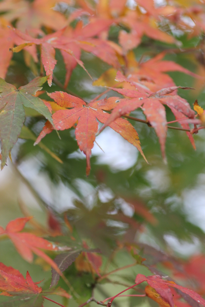 紅葉を求めて（関之尾の滝）④