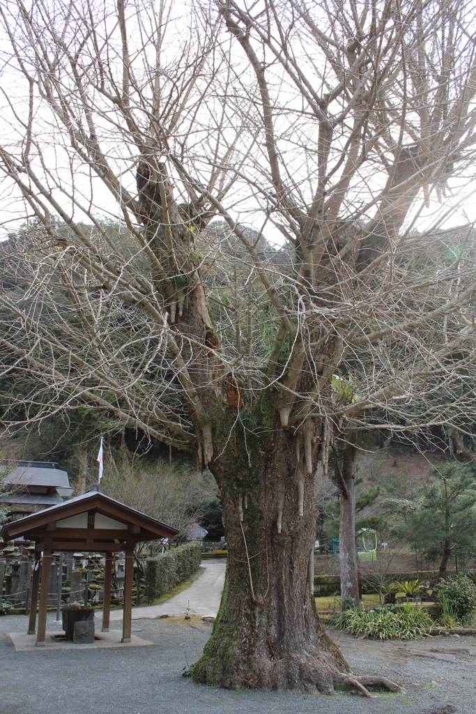 藤川天神（臥竜梅）⑧