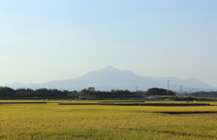 稲穂と霧島その２