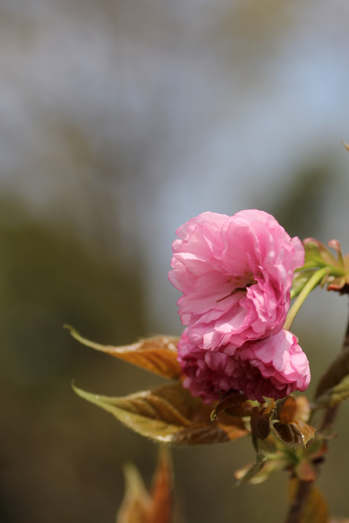 ２０１７八重桜②