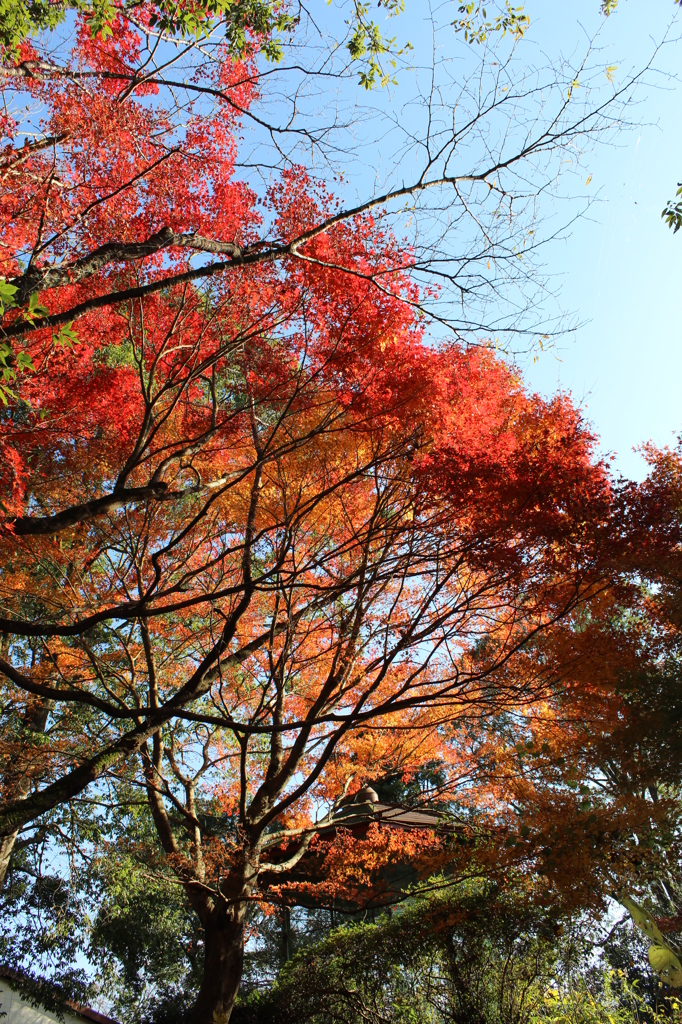 石山観音池の紅葉⑥