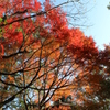 石山観音池の紅葉⑥