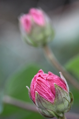 蕾の君（芙蓉）