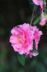 山茶花①