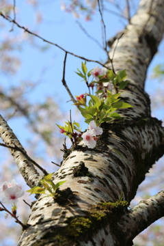桜の木肌③