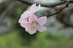 ピンクに染まりし君（キミ）その１