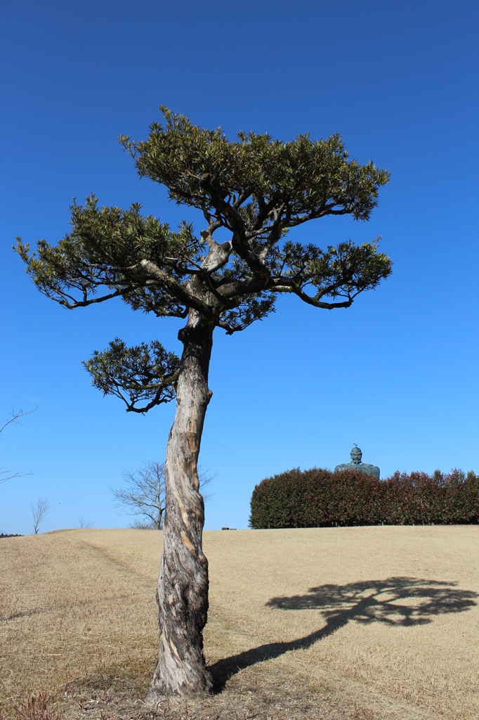 弥五郎どん②