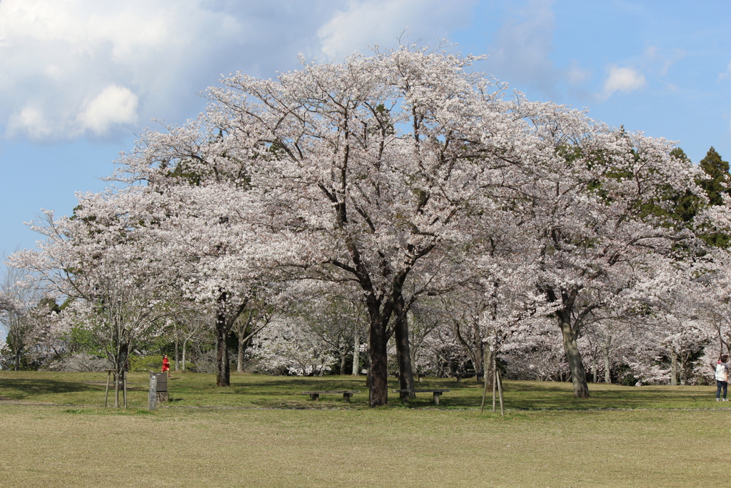 くまそ広場の桜②