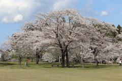 くまそ広場の桜②