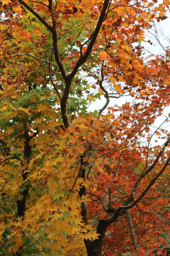 紅葉を求めて（関之尾の滝）①