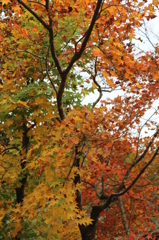 紅葉を求めて（関之尾の滝）①