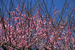 花たっぷりの紅梅③