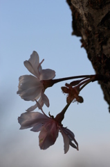 １０月桜その３