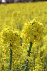 どでかい菜の花その３
