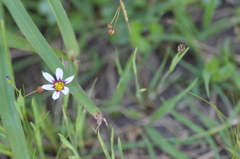 庭石菖 （ニワゼキショウ）