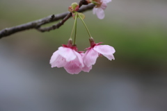 サクラ②