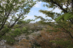 ２０１６桜を求めて（垂水公園）③