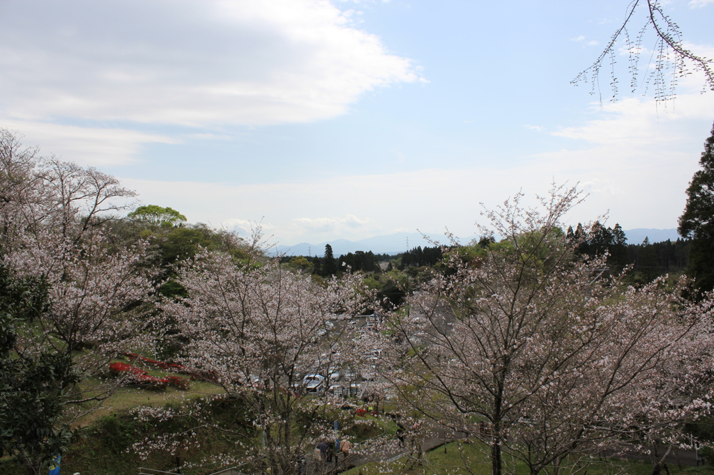 ２０１６桜を求めて（垂水公園）⑧