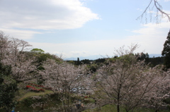 ２０１６桜を求めて（垂水公園）⑧